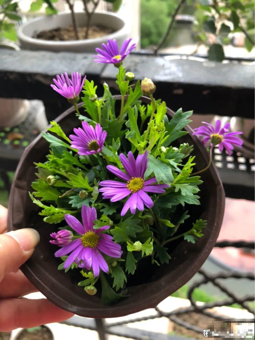 草花中的“小霸王”,耐热耐寒耐阴,开花能开大半年! 草花中的“小霸王”,耐热耐寒耐阴,开花能开大半年!