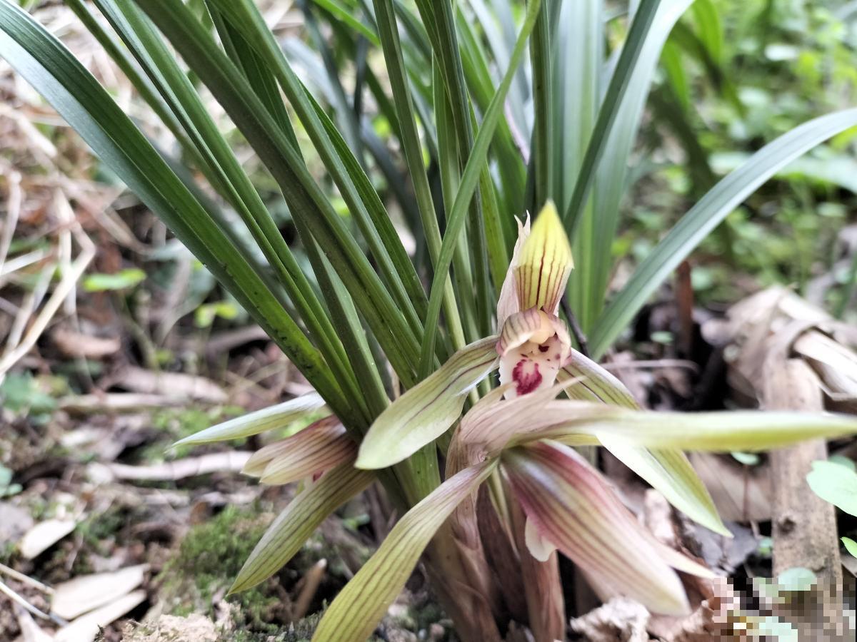 30种春天的路边花，都很常见，却很少知道叫什么