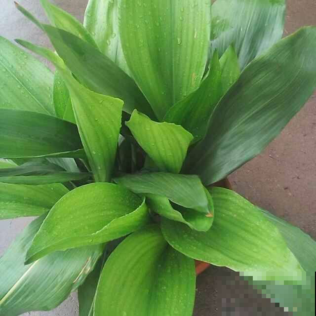 家养植物千千万,这30种都养过的,就是养花大神 家养植物千千万,这30种都养过的,就是养花大神