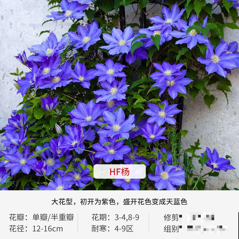 铁线莲叶子枯萎,不要着急,学会这4步轻松解决 铁线莲叶子枯萎,不要着急,学会这4步轻松解决