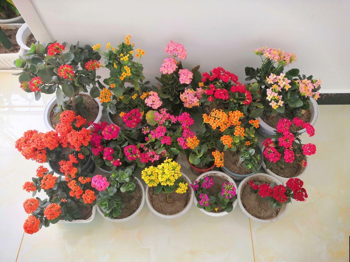 喜欢住“小盆”的3种花,冬季干养穷养才行,叶子油亮花开爆 喜欢住“小盆”的3种花,冬季干养穷养才行,叶子油亮花开爆