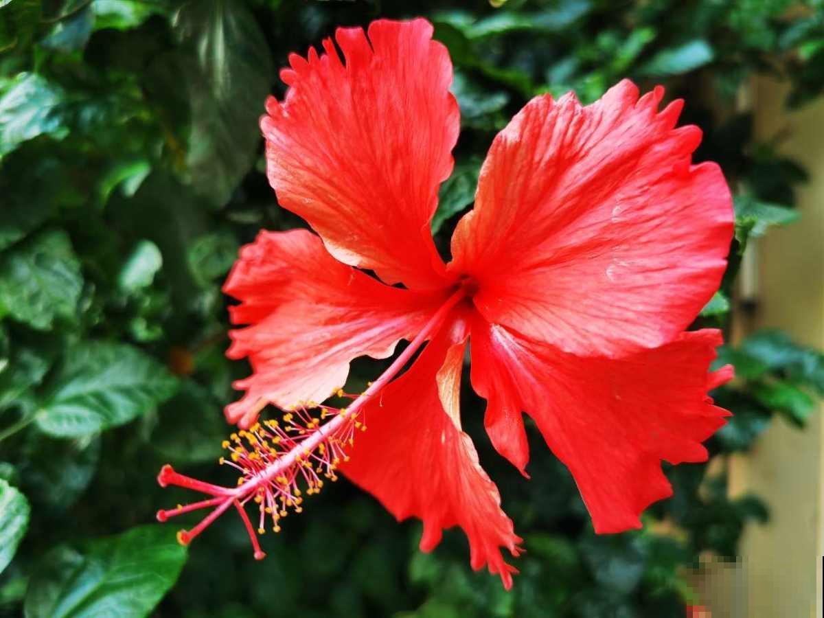 老话说“花草三不送,送了变仇人”,一不小心得罪人,可要注意了 老话说“花草三不送,送了变仇人”,一不小心得罪人,可要注意了