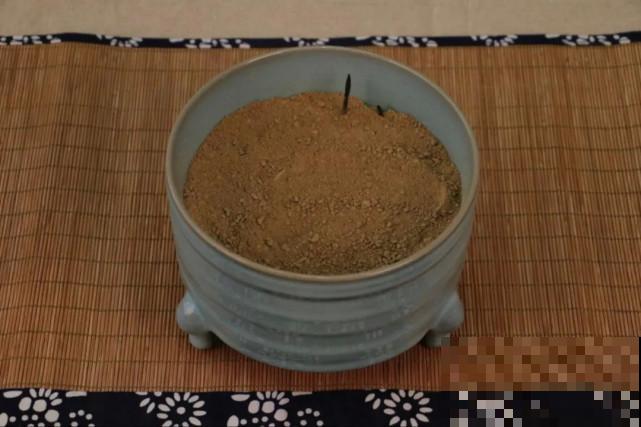 碗里就能种的荷花，1节藕种土里，初夏就开花