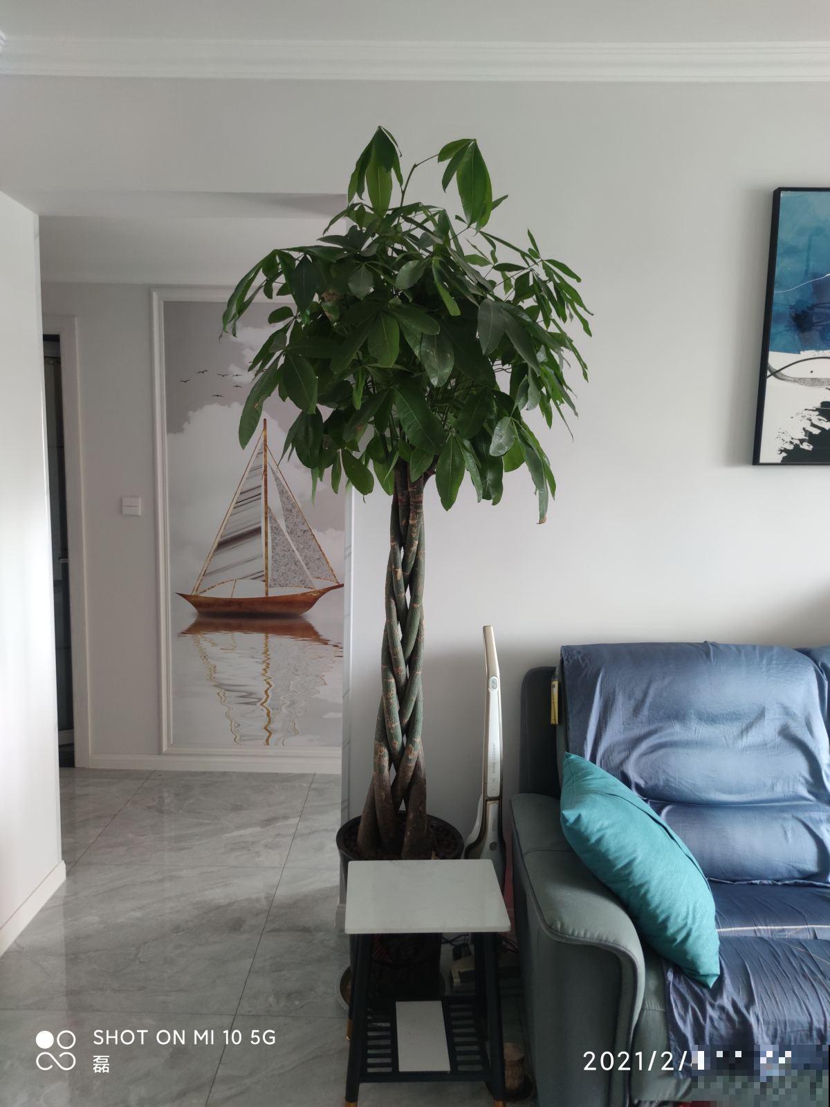 冬天“病菌”就怕5种花,家里养一盆,老人小孩少生病 冬天“病菌”就怕5种花,家里养一盆,老人小孩少生病