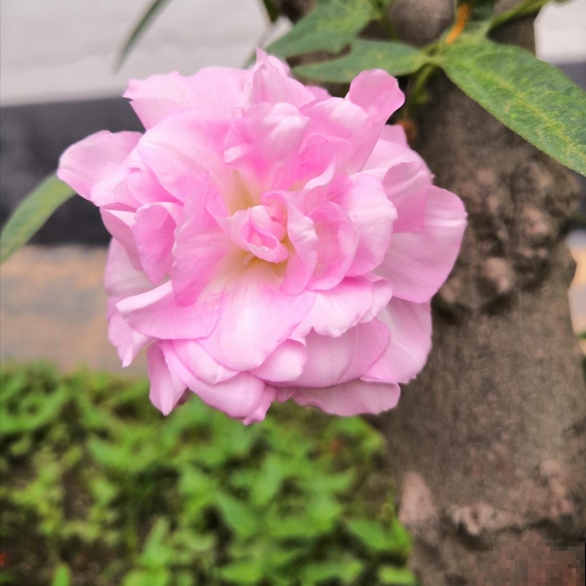 4种“入侵植物”，千万别在家里养，除都除不净，真令人头疼