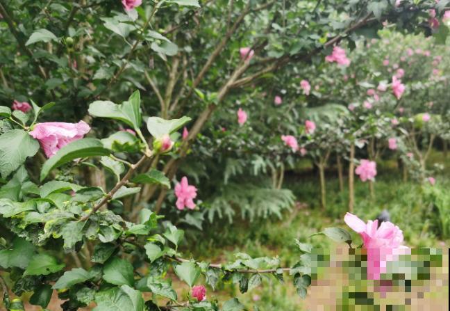 木槿花扦插繁殖，记住这5点，成活率高