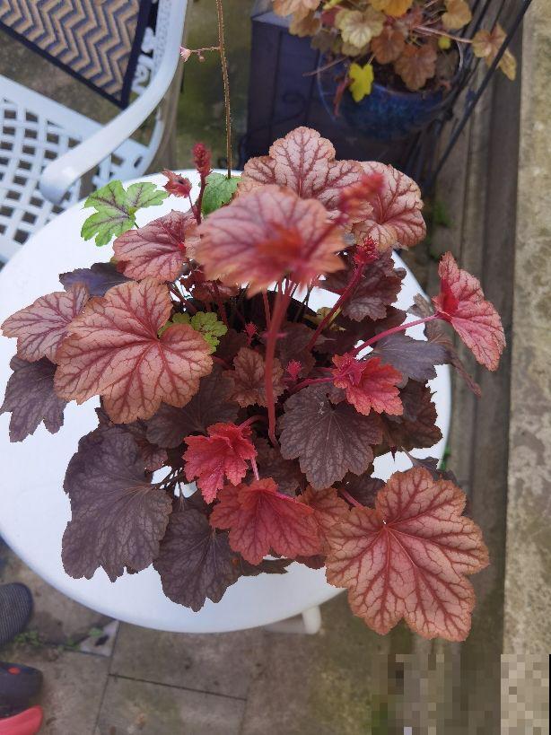 不开花的4种植物，叶子一点也不输花，养起来还超简单