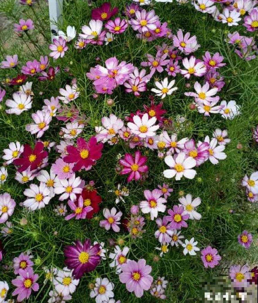 50种花春天播种,长满小院子,能开一整年 50种花春天播种,长满小院子,能开一整年