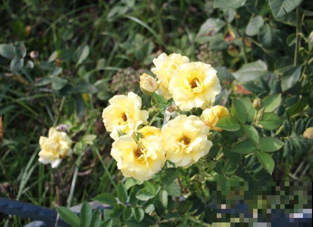 盆栽月季都很难养活,主要是和这4点有关,解决好轻松养殖 盆栽月季都很难养活,主要是和这4点有关,解决好轻松养殖