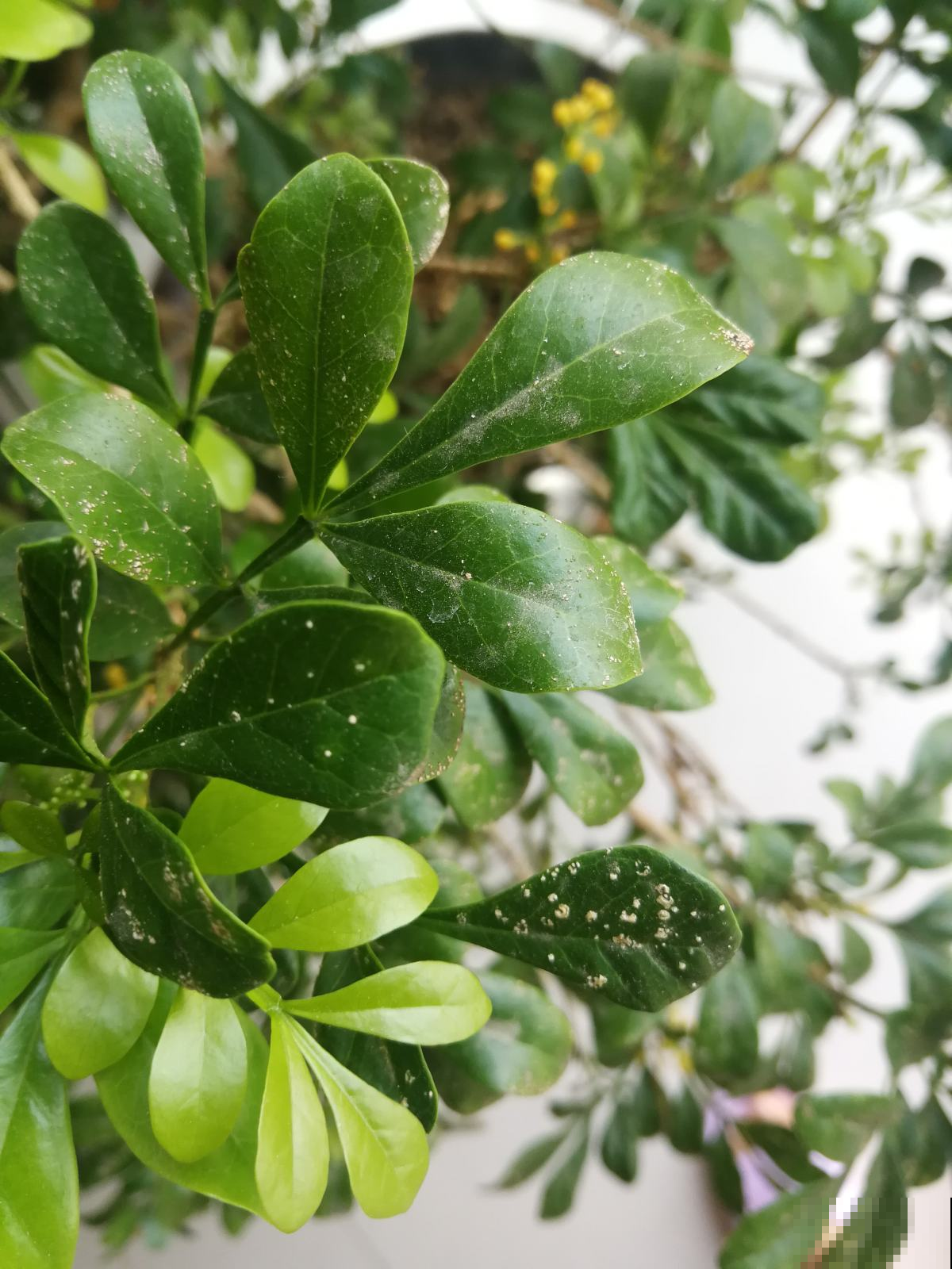 买回家的花,叶子哗哗掉一地,简直成了光杆司令,究竟为啥? 买回家的花,叶子哗哗掉一地,简直成了光杆司令,究竟为啥?