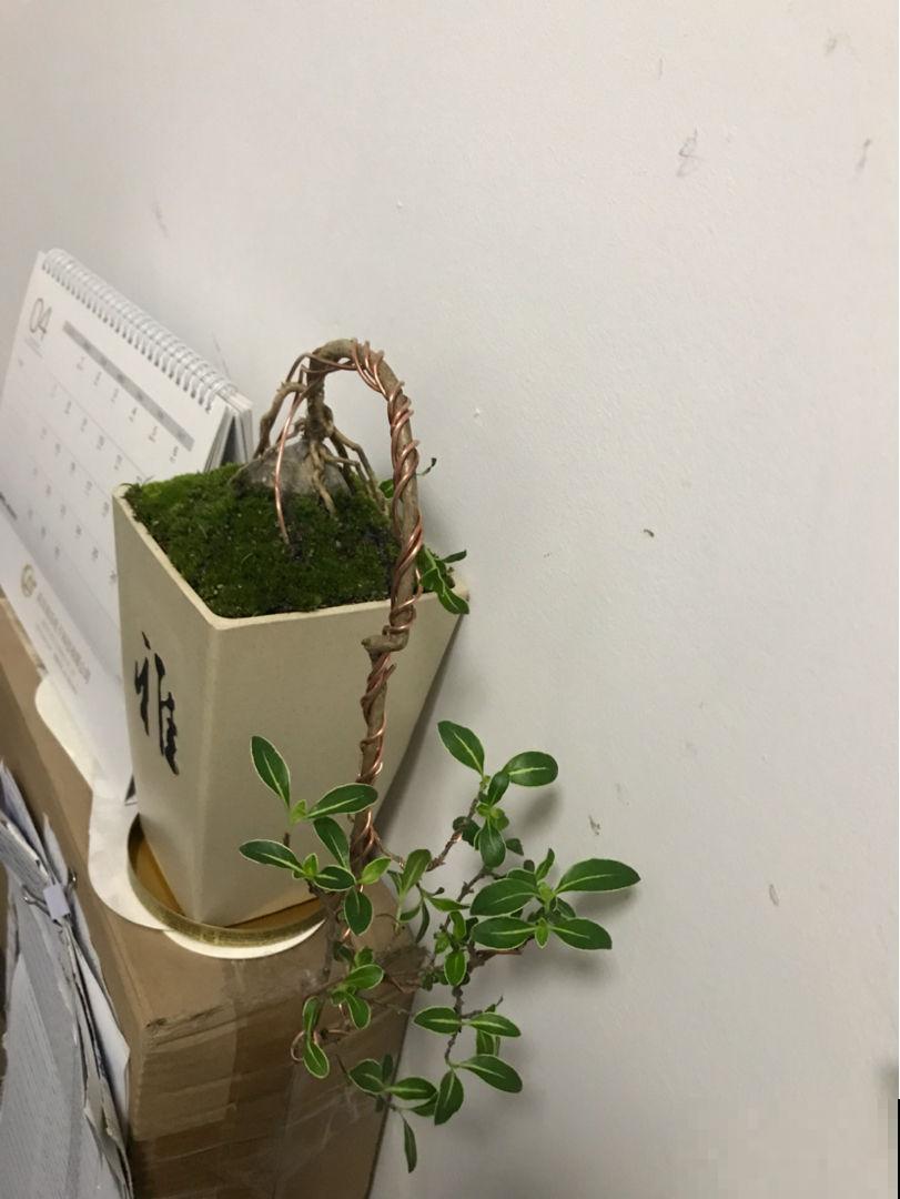 有格调的人，都爱养这3种花，品位瞬间提升一个档次