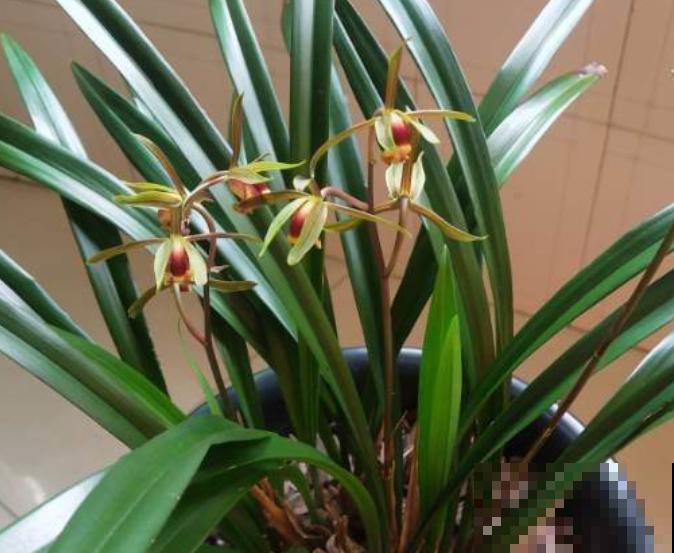 分不清花芽和叶芽，记住4个“观察”，一眼就识别