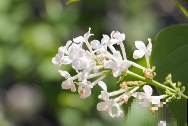 5种花好看养殖简单，都有一个共同点，花开四瓣