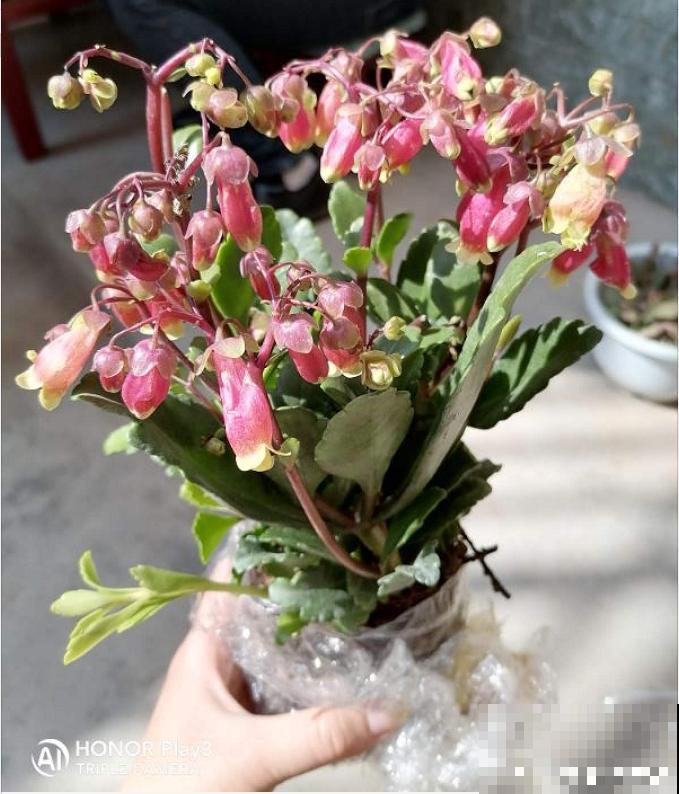 家里养盆“宫灯花”，密密麻麻全是花，能开3个月！