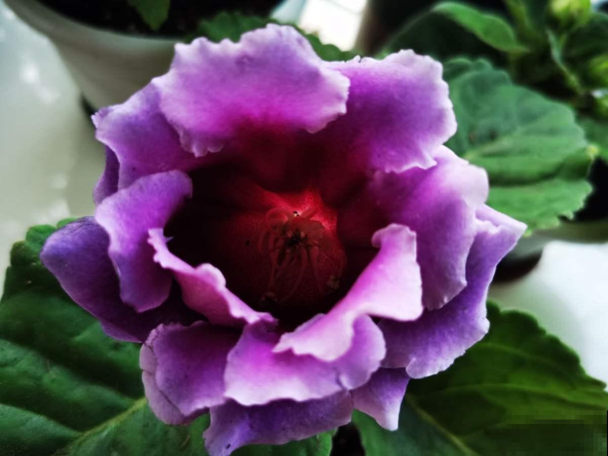 养5种植物在卫生间,卫生间变小花园,远离单调和异味 养5种植物在卫生间,卫生间变小花园,远离单调和异味