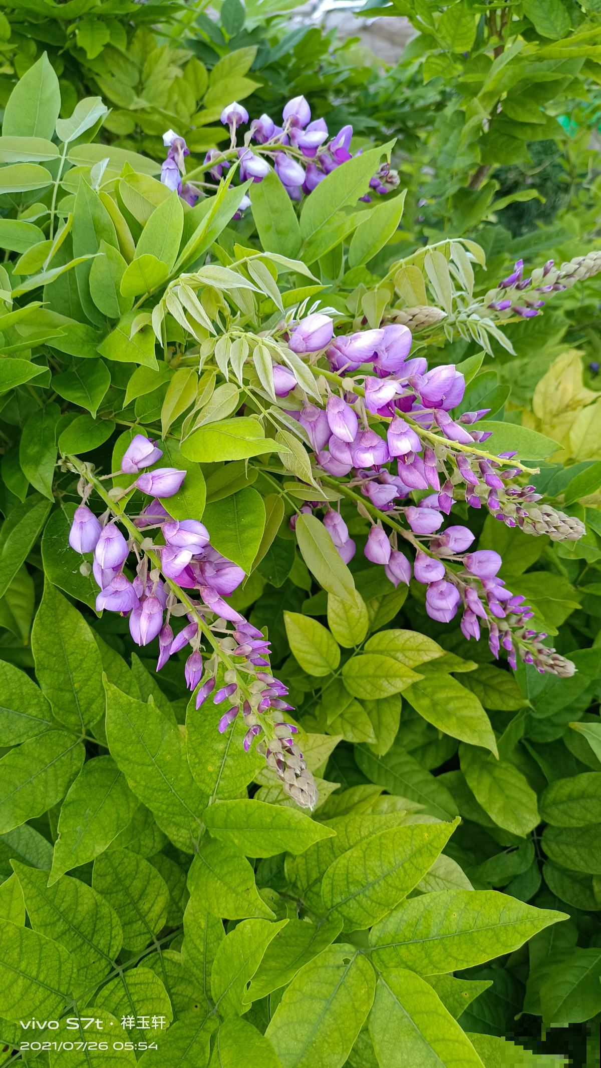 5种花，抗碱性很强，就适合种在北方