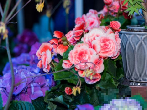 丽格海棠掐个枝，插水里就生根，干净开花多