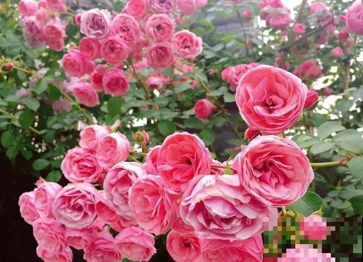 月季狠心剪一刀,呼呼冒笋芽,花量翻一倍 月季狠心剪一刀,呼呼冒笋芽,花量翻一倍