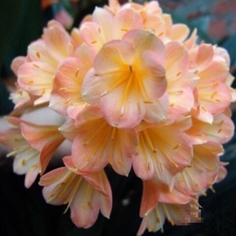 君子兰“僵苗”不长个，狠心修剪才是关键，很快窜个头