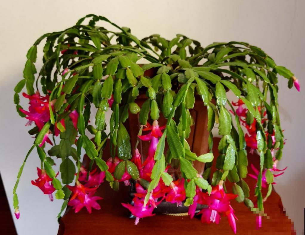 喜欢住“小盆”的3种花,冬季干养穷养才行,叶子油亮花开爆 喜欢住“小盆”的3种花,冬季干养穷养才行,叶子油亮花开爆