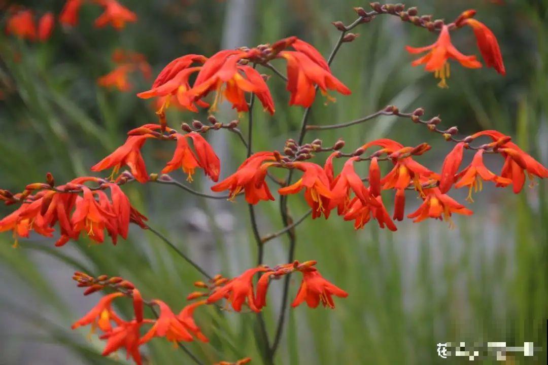 过年烟花没看够，快养这9种花，开花更美