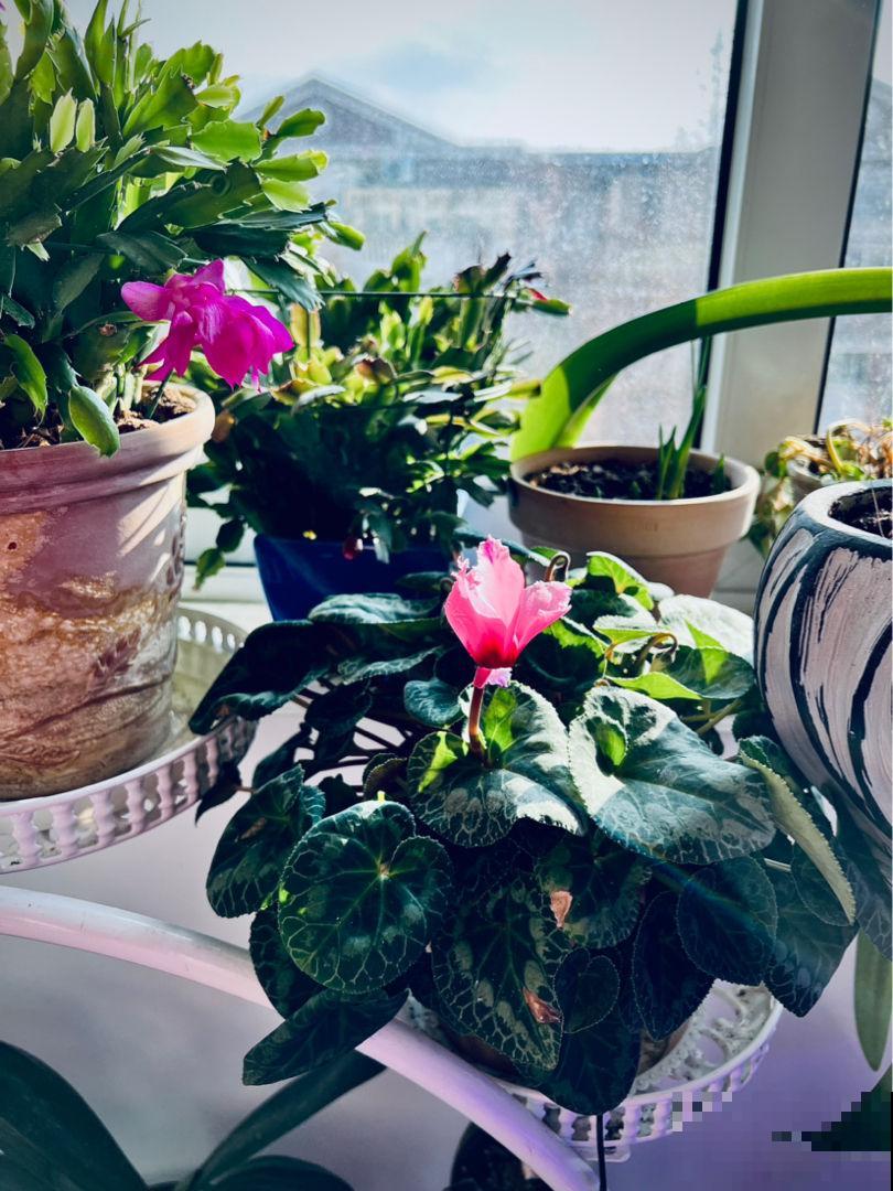 立春之后4种花要换盆，很多人都不懂，难怪烂根长不好