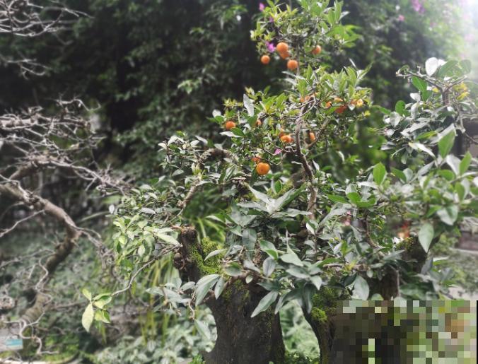 1种花有招财进宝好寓意,果子咕嘟咕嘟冒,硕果累累有好兆头 1种花有招财进宝好寓意,果子咕嘟咕嘟冒,硕果累累有好兆头