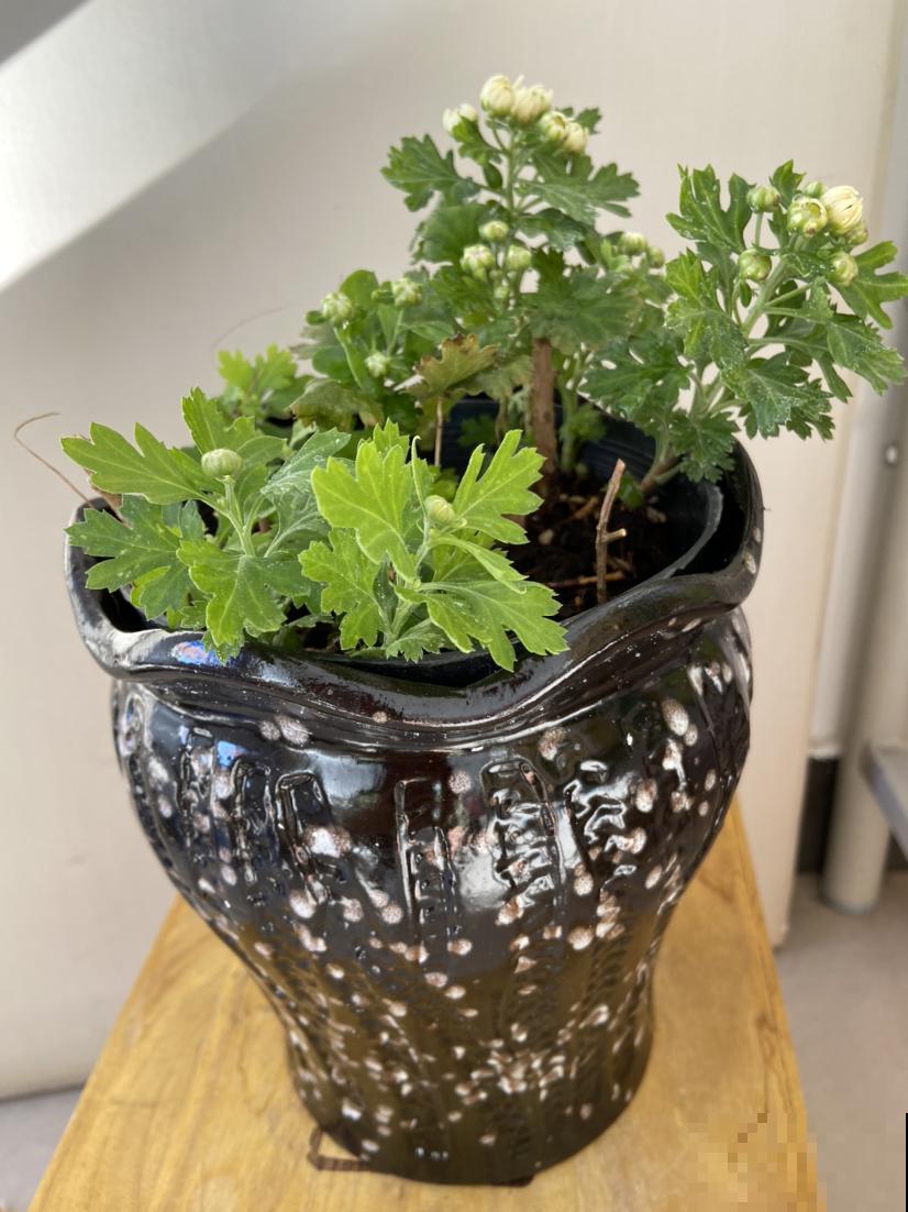 养花要切记，3种盆3种土3种水不能用，花容易死翘翘