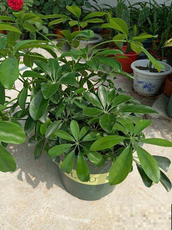 养花不能随便养，有的有害，有的反而健康