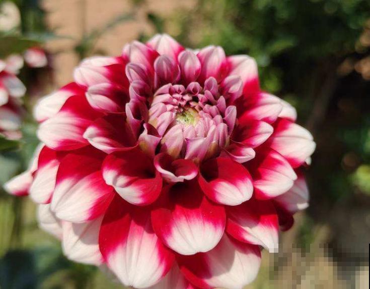 室外花坛花色鲜艳,好看还好养,通常是这4种花 室外花坛花色鲜艳,好看还好养,通常是这4种花