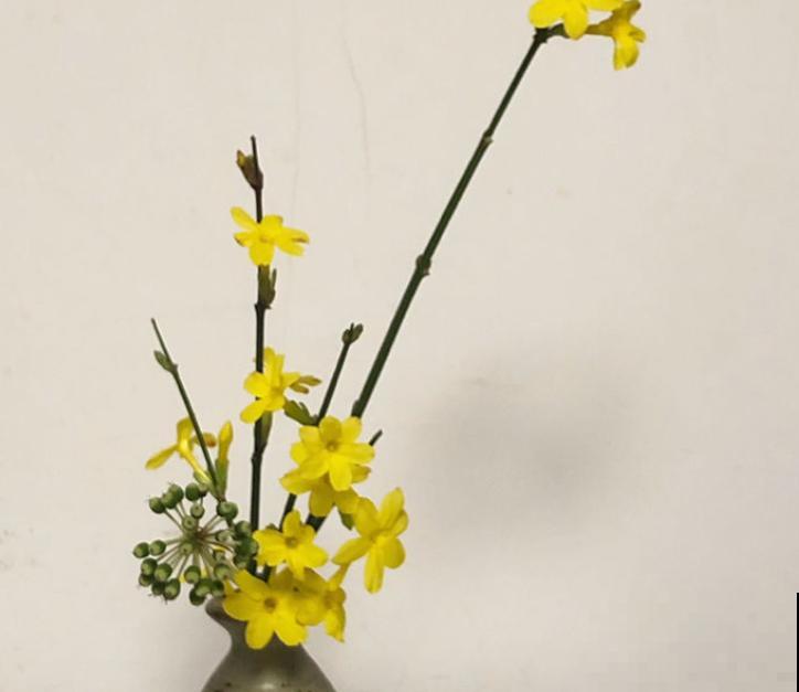 院子养棵迎春花,适应能力强,开花好看 院子养棵迎春花,适应能力强,开花好看