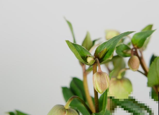 铁筷子养殖要想长花苞，这4步要注意，养好很简单