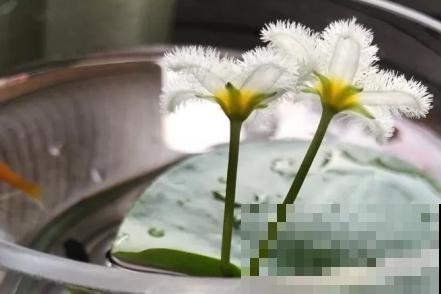 一叶莲的养殖方法，主要有这4点，记住轻松养殖