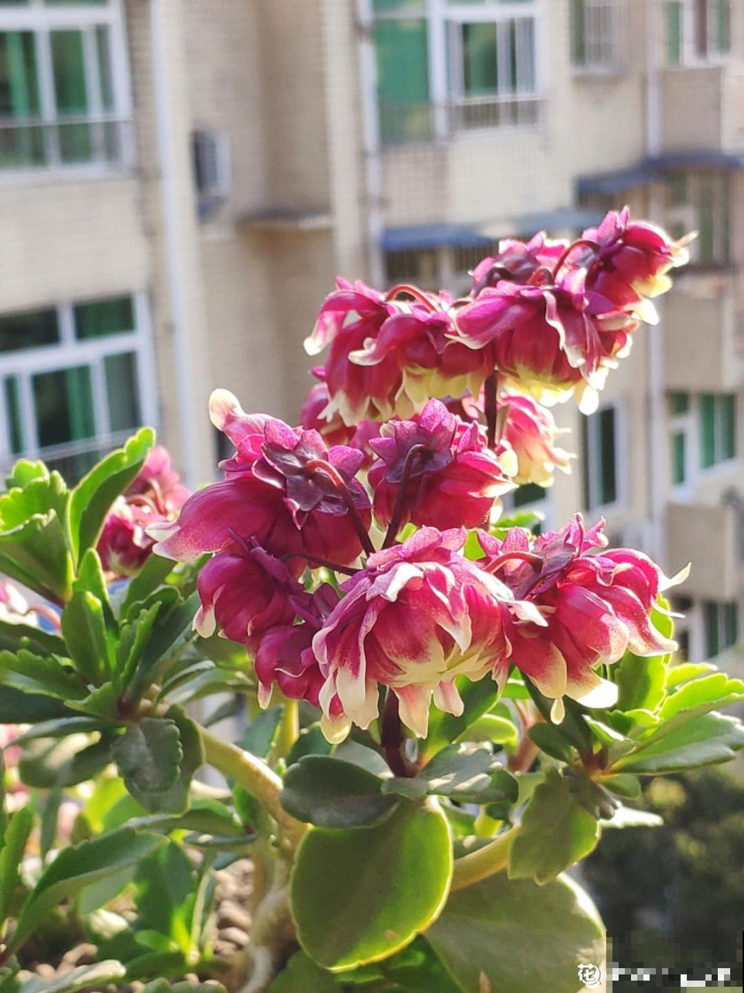 家里养盆“宫灯花”，密密麻麻全是花，能开3个月！