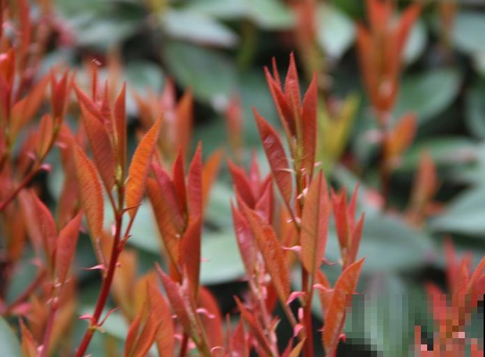 5种红色植物，养殖在院子里，好养又喜庆