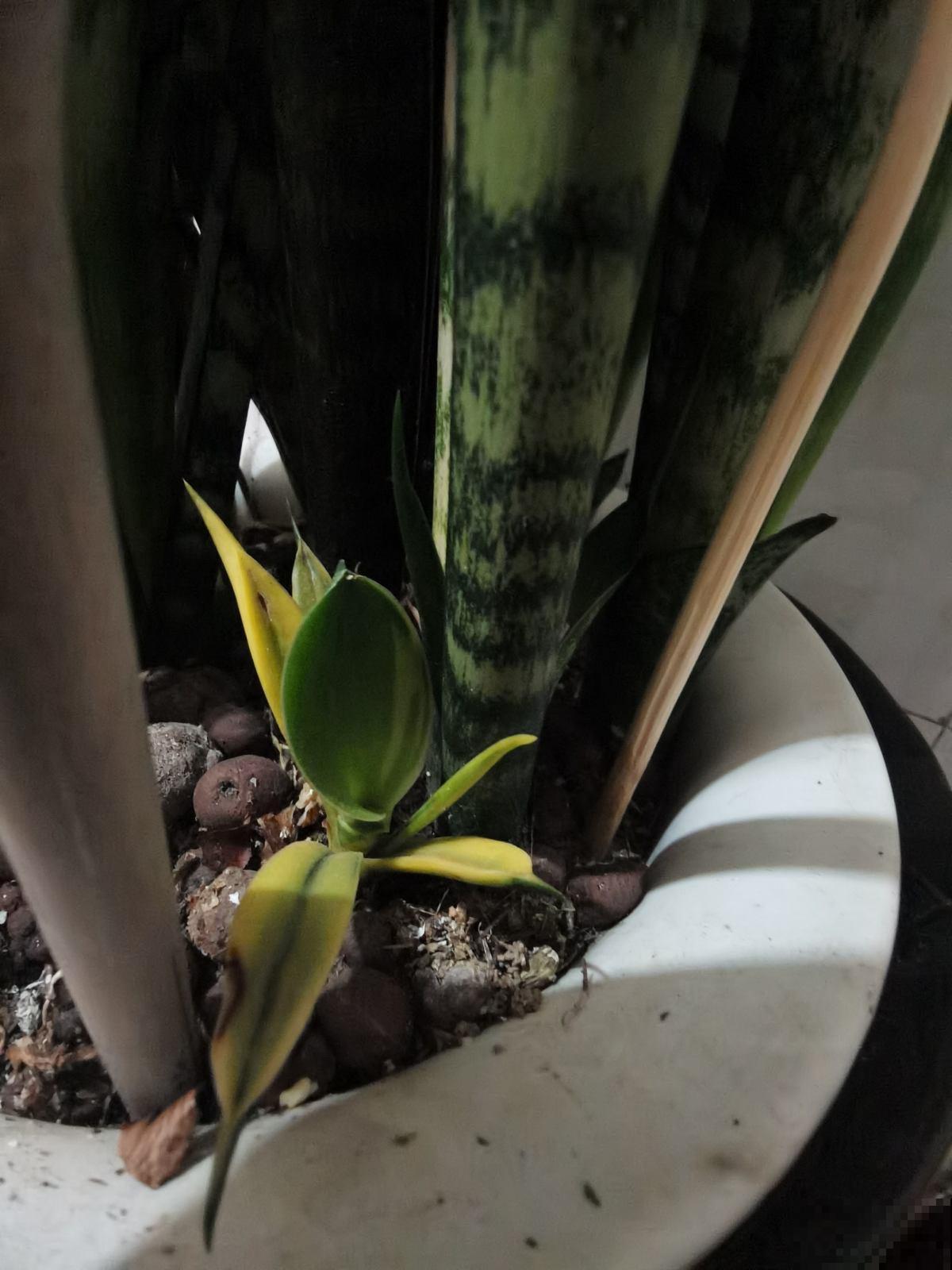 春天在家养虎皮兰,盆里撒一把“小豆豆”,叶子呼呼长满盆 春天在家养虎皮兰,盆里撒一把“小豆豆”,叶子呼呼长满盆