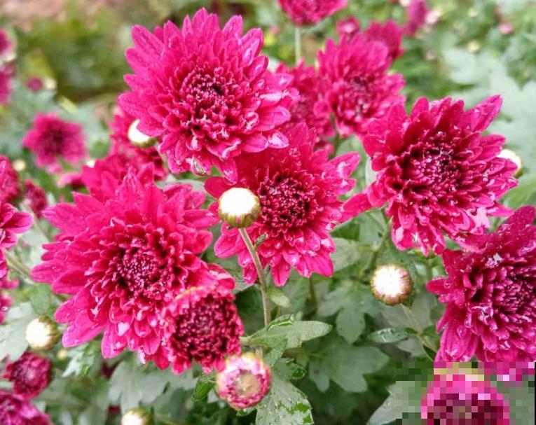 千头菊养殖，要想打顶，要在这2个时间段进行