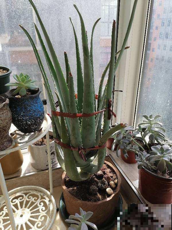 4种“女人花”,爆花容易还能吃,养出好气色 4种“女人花”,爆花容易还能吃,养出好气色