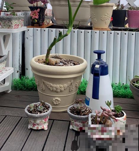 常见的浇水姿势,个个都置植物于“死地”,你中招了几个 常见的浇水姿势,个个都置植物于“死地”,你中招了几个