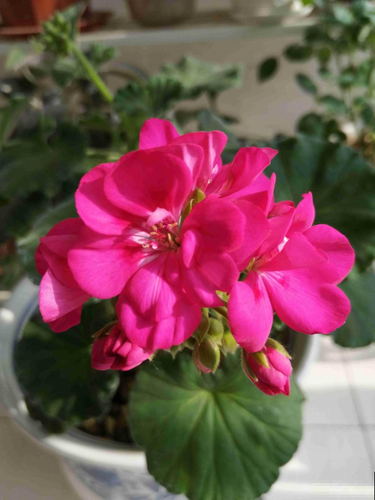 天竺葵想要开花多又艳,做到三个“刚刚好”,花满阳台四季如春 天竺葵想要开花多又艳,做到三个“刚刚好”,花满阳台四季如春