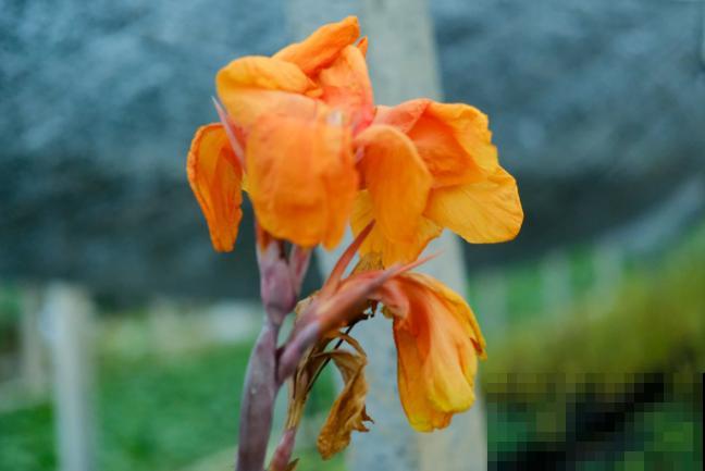 幼儿园养花要注意，有毒有刺不能种，这5种种植合适