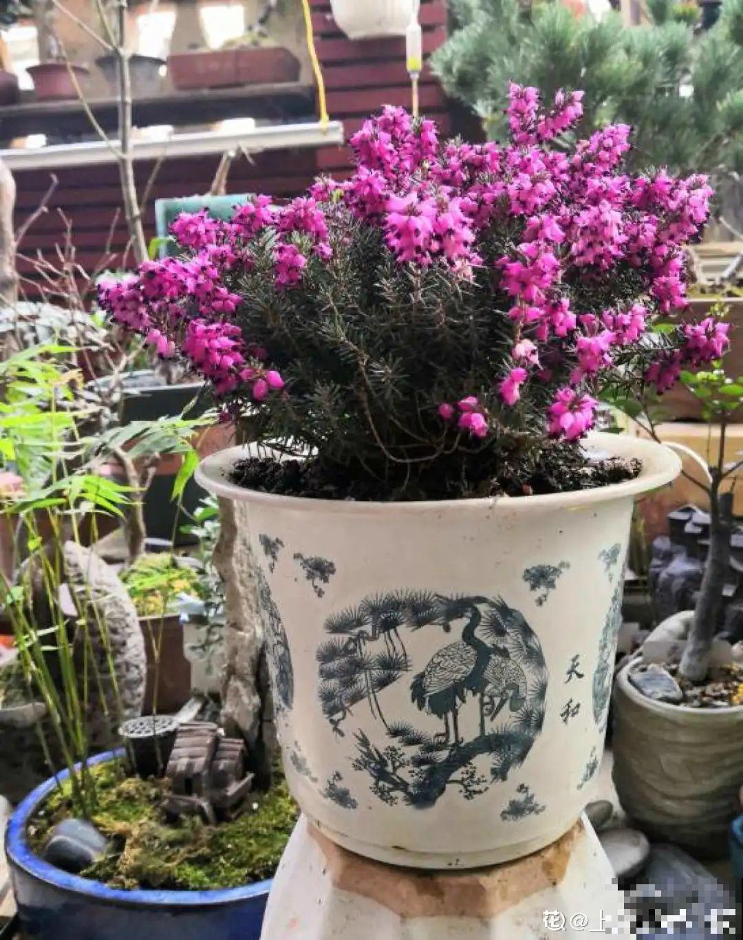 花68888元买棵桔子树，新年沾满“桔气”，来年“大吉大利”！