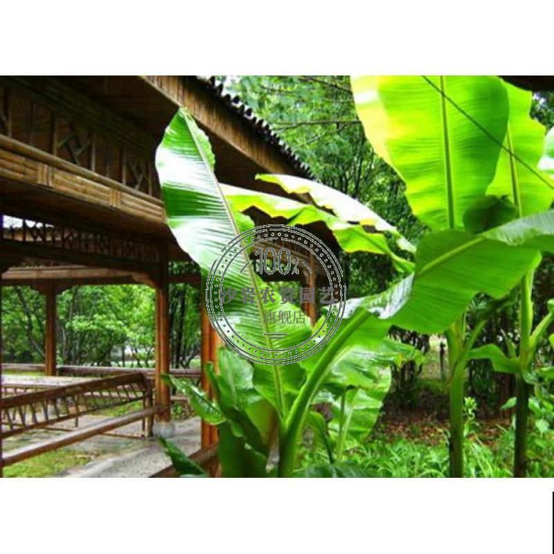 家里也能养的香蕉树，叶子油绿株型壮，一年四季绿油油