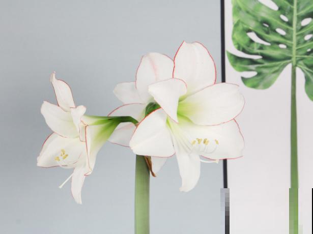 朱顶红种球种植，注意这5步，养出大花球很简单