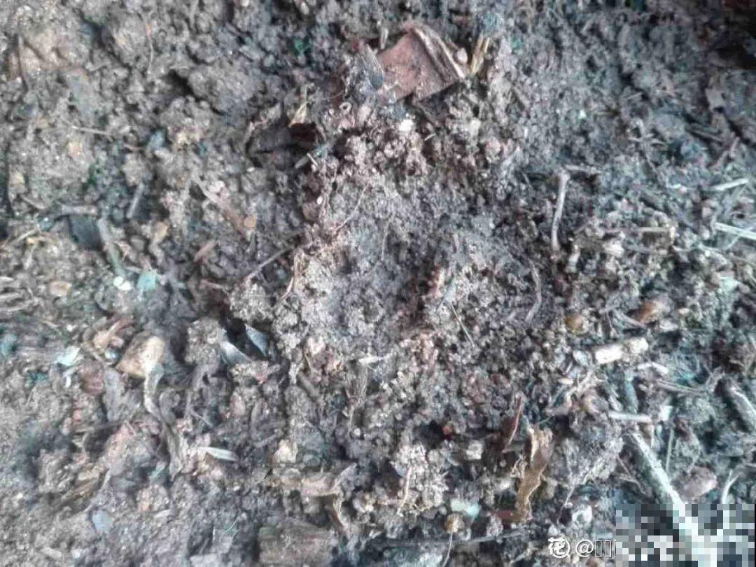 家里养盆荷包牡丹,荷包满满,富贵吉祥寓意好! 家里养盆荷包牡丹,荷包满满,富贵吉祥寓意好!