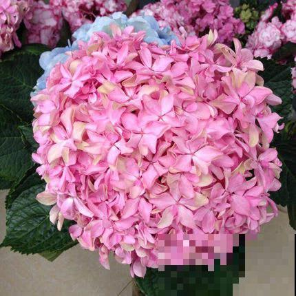 团团圆圆开满花,就看这3种,喜庆氛围拉满 团团圆圆开满花,就看这3种,喜庆氛围拉满