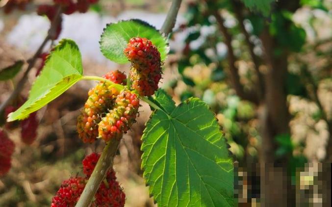 养花本是怡情，却成了和婆婆冷战的根源，心里真难受