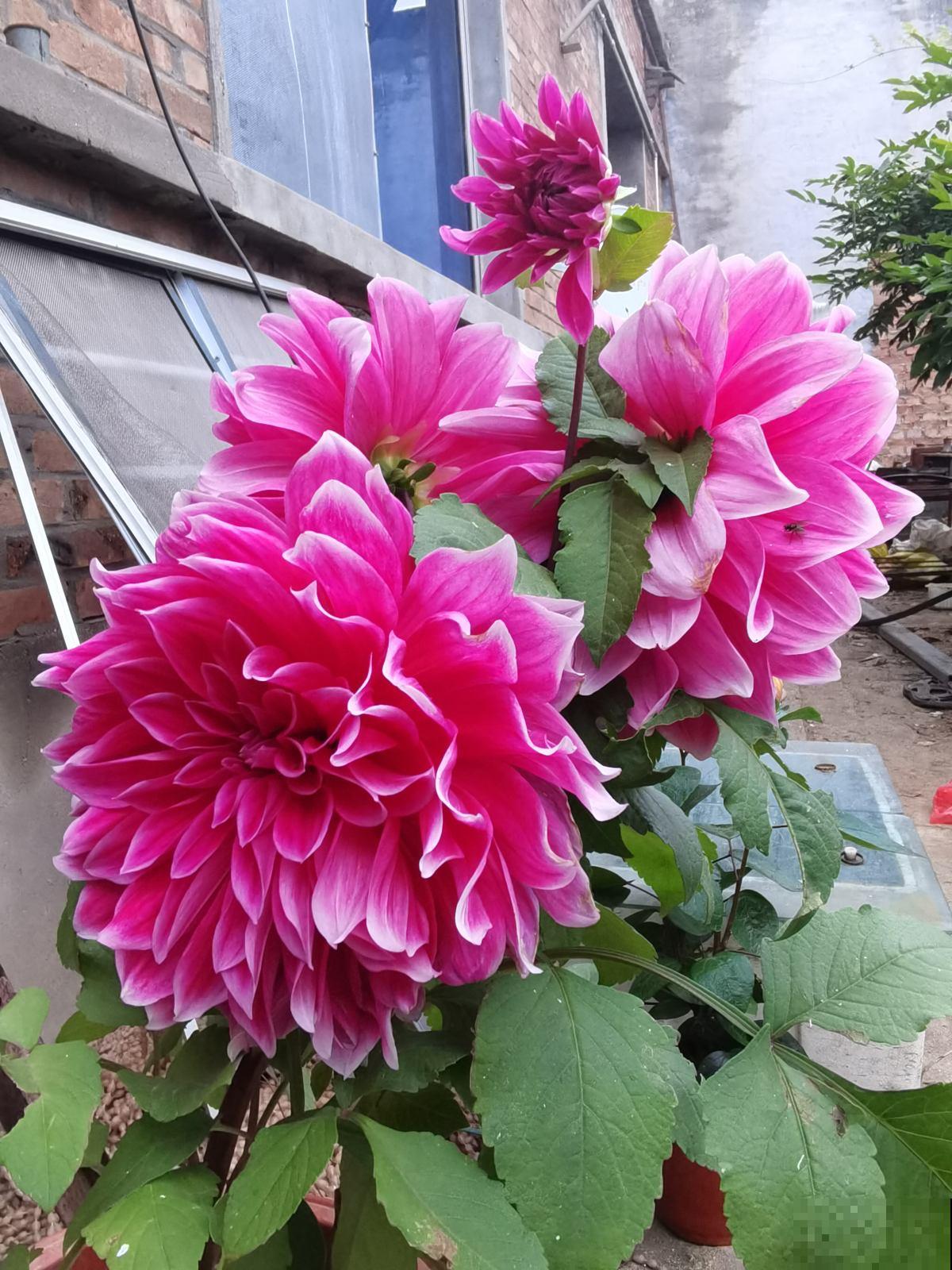 春天扦插4种花，剪个枝条插土里，嗖嗖冒芽，俩月开花