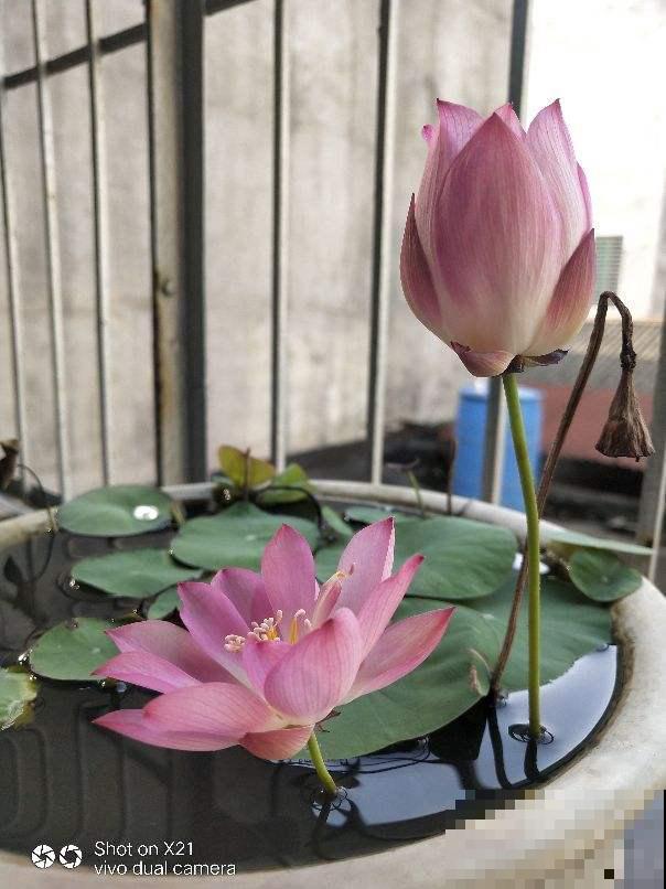 15种养人植物，养在家里身心舒畅，你养过几种