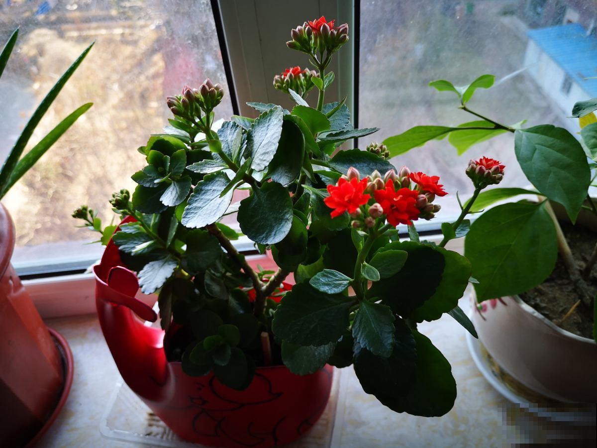 卧室适合养的3种花，空气清新又健康，更有助于睡眠